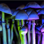 magic mushrooms 2