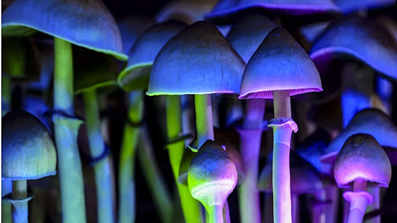 magic mushrooms 2